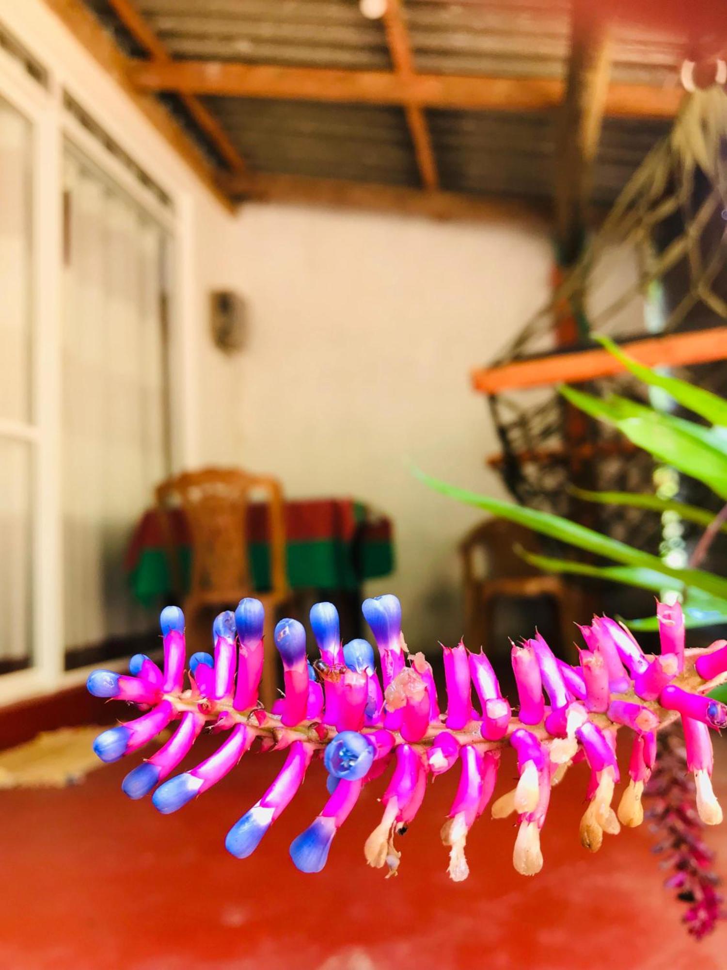 Ella Jungle Inn Homestay And Tree House Extérieur photo