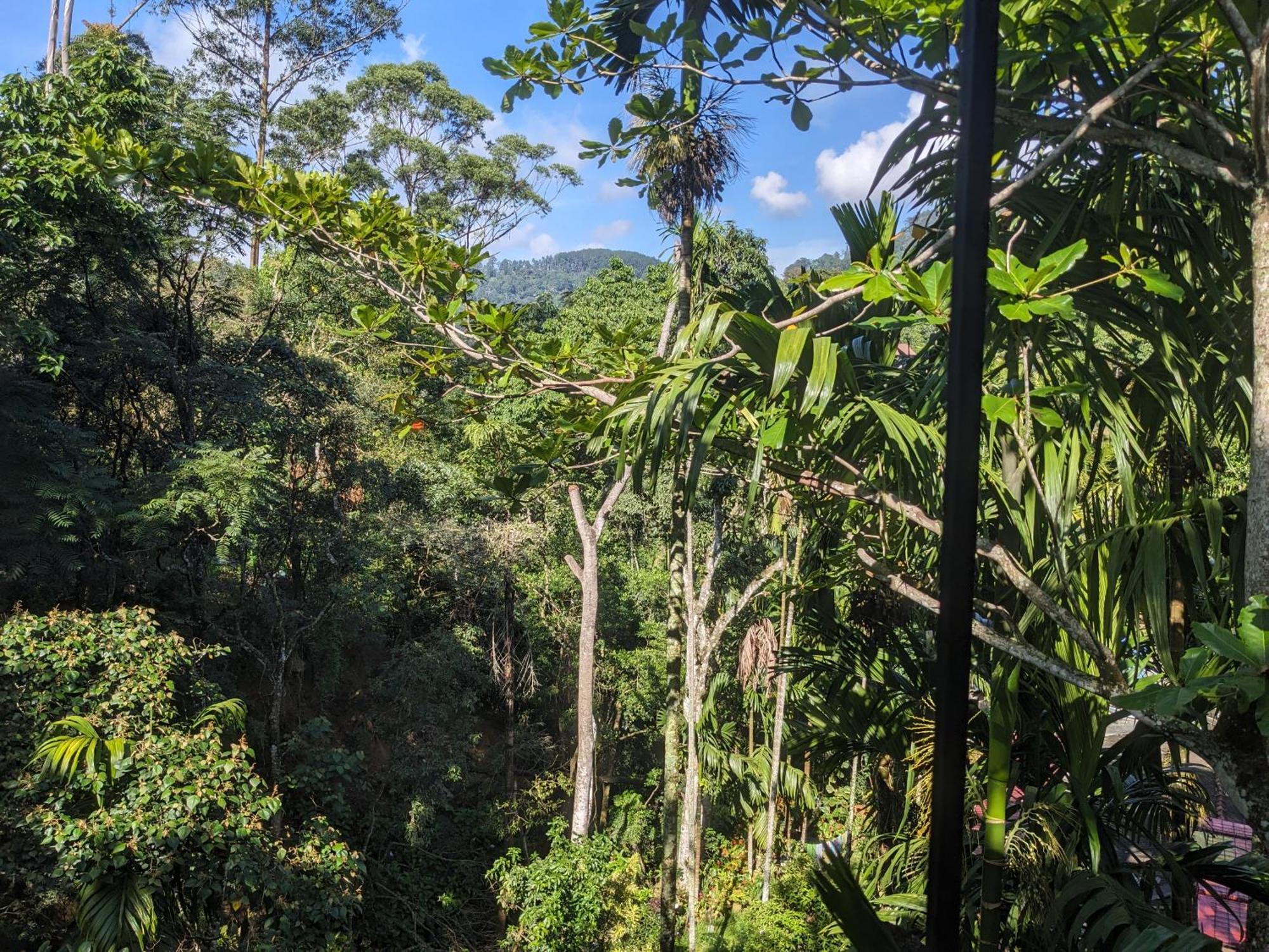 Ella Jungle Inn Homestay And Tree House Extérieur photo