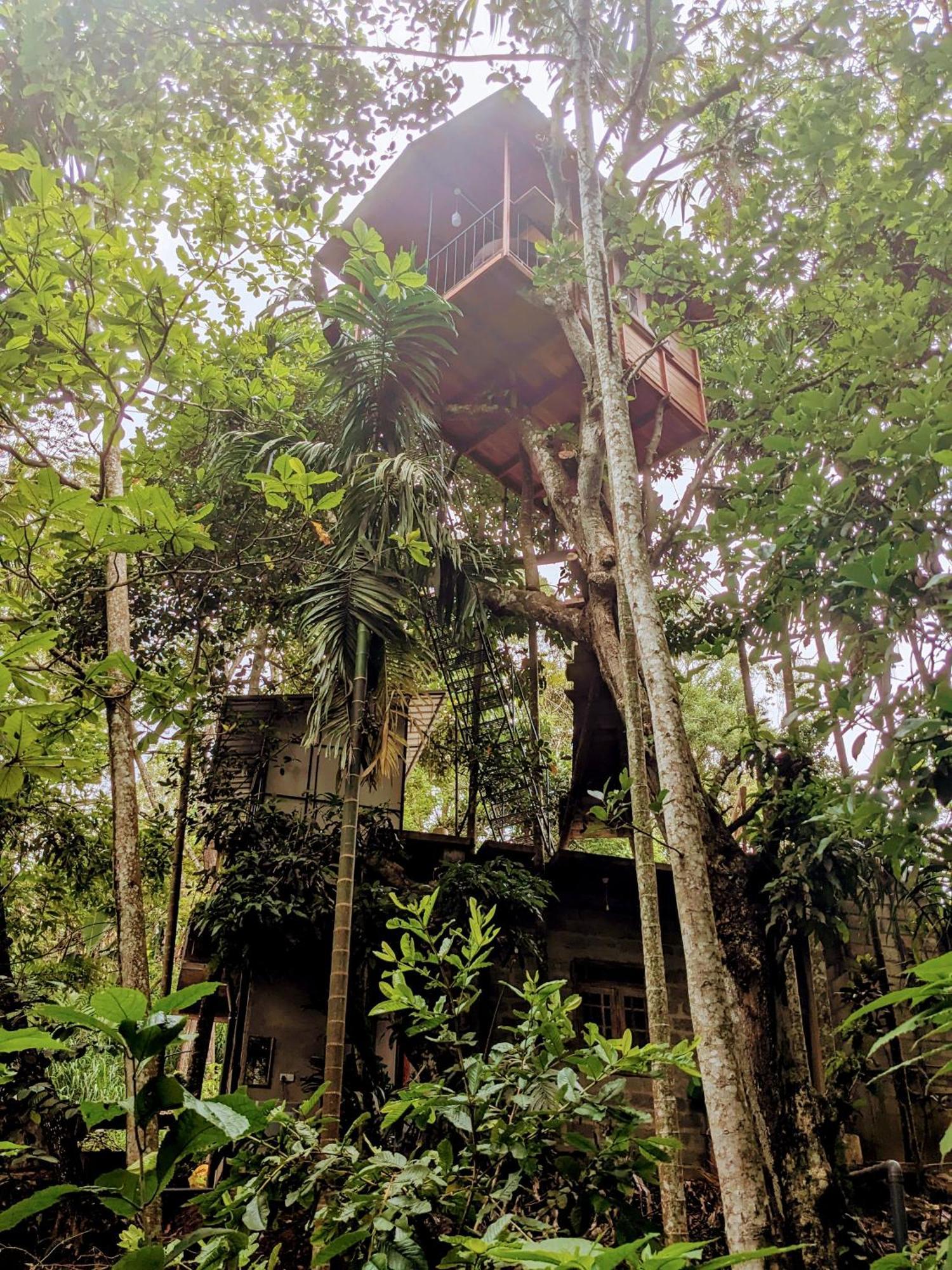 Ella Jungle Inn Homestay And Tree House Extérieur photo