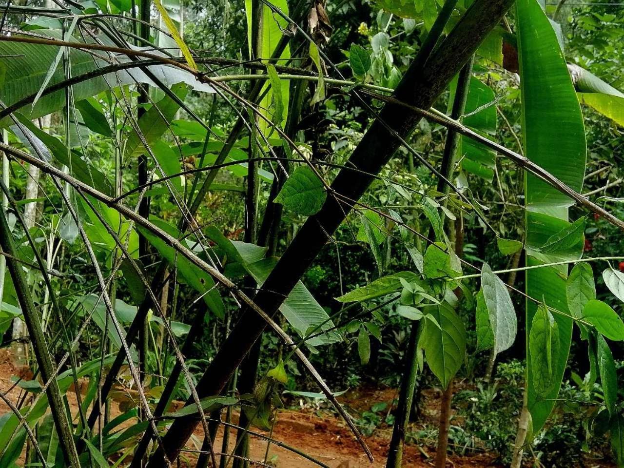 Ella Jungle Inn Homestay And Tree House Extérieur photo