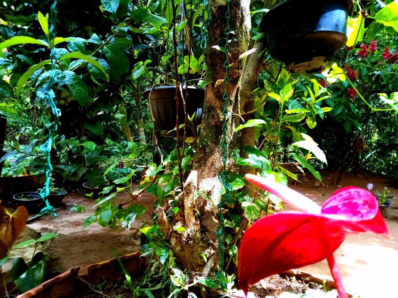 Ella Jungle Inn Homestay And Tree House Extérieur photo